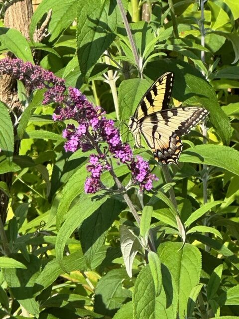 Bring More Butterflies to Your Garden with Butterfly Bushes